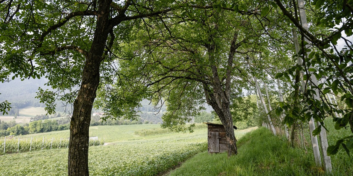 Azienda Agricola Maso Paradiso di Pederzolli Diego | Agritur Maso alle Rose in Cavrasto di Bleggio Superiore, umgeben von Grün und Natur, im Trentino
